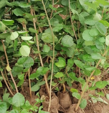 黄栌黄栌杯苗8万库存苗子质量好手续齐全