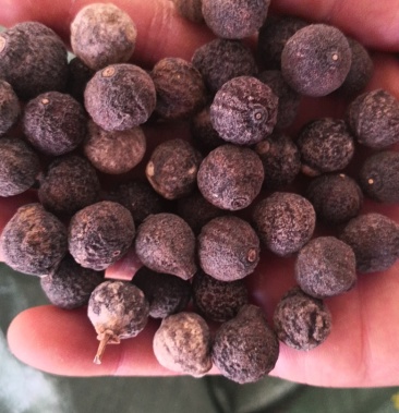 中药材,枳实,柑橘落地果,60吨.已晒干.