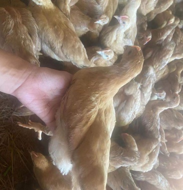 优质 矮脚黄 脱温 鸡苗 疫苗齐全