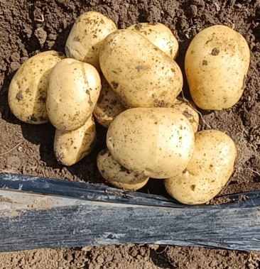 [尤金885土豆批发]我有货 就等你来价格0.65元/斤 - 一亩田