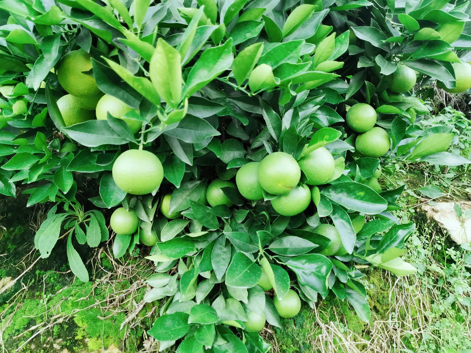 锦和冰糖橙果园航拍图