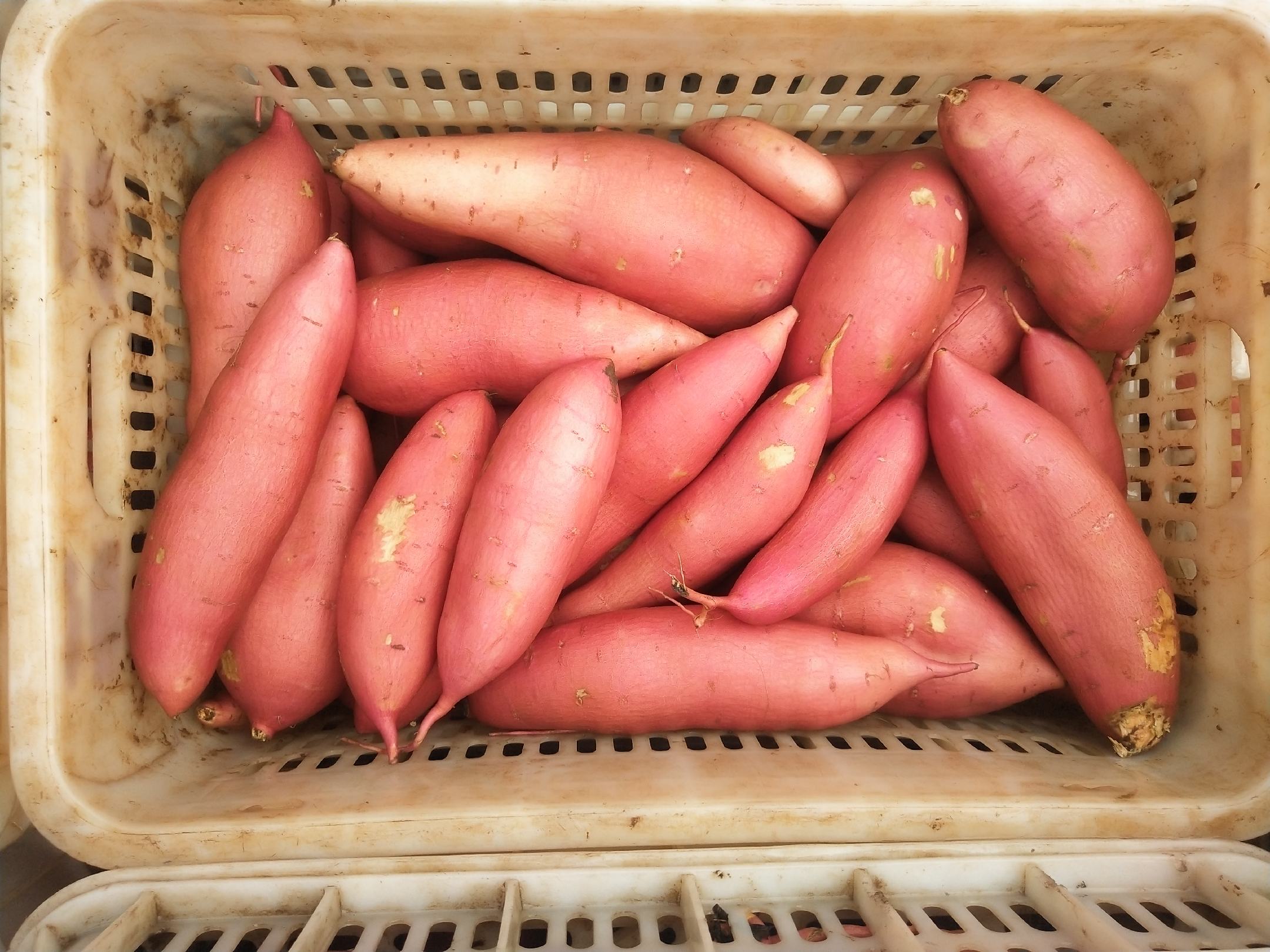 百薯1号商品薯展示图