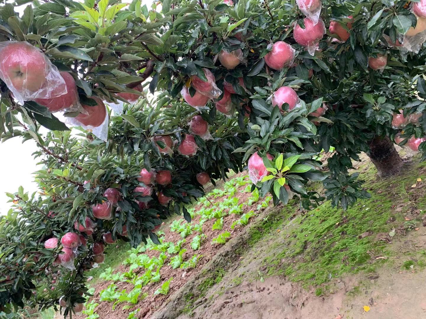 红星苹果果园全景