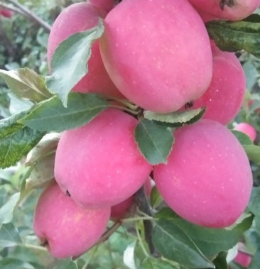 [苹果批发]金红苹果价格0.80元/斤 - 一亩田