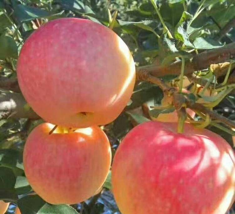 红星苹果的历史演进