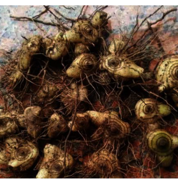 [白芨批发]出售白芨价格29.20元/斤 - 一亩田