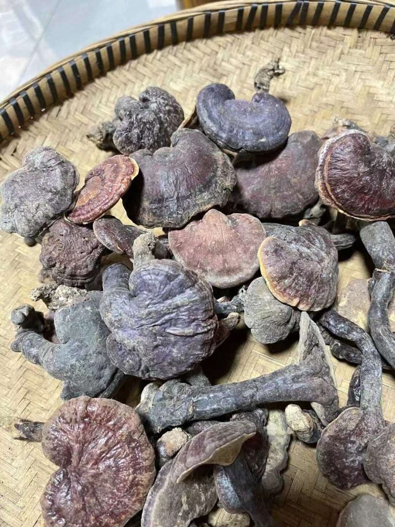 包邮灵芝王又名小红灵芝野生灵芝中的精品纯野生新货属赤灵芝