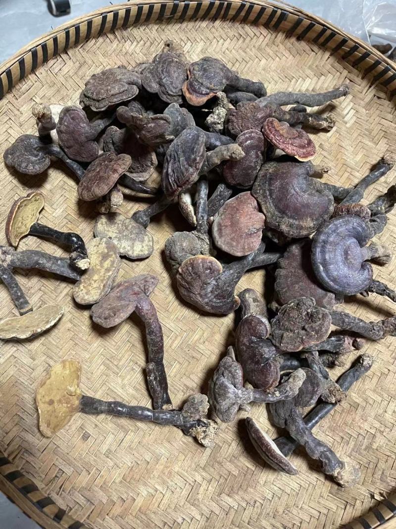包邮灵芝王又名小红灵芝野生灵芝中的精品纯野生新货属赤灵芝