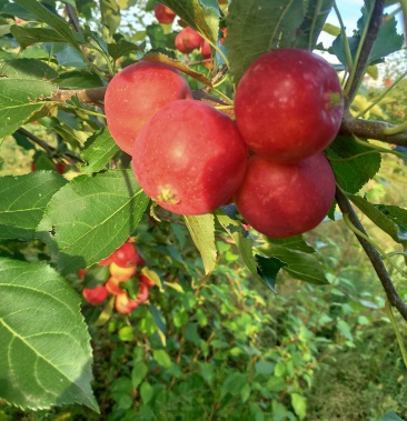 [海棠果批发]大量红太平,黄太平上市,欢迎咨询价格0.35元/斤 - 一亩田