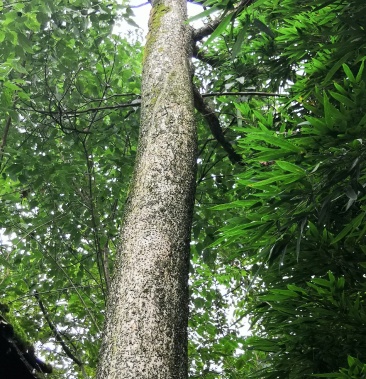 [楠木批发]小叶桢楠树价格6000.00元/棵 - 一亩田