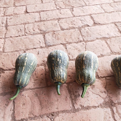 天津qq南瓜产地行情