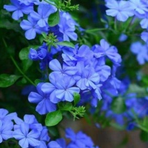 蓝雪花苗【蓝雪花是多年生植物，开花蓝色很好看】包邮包对版
