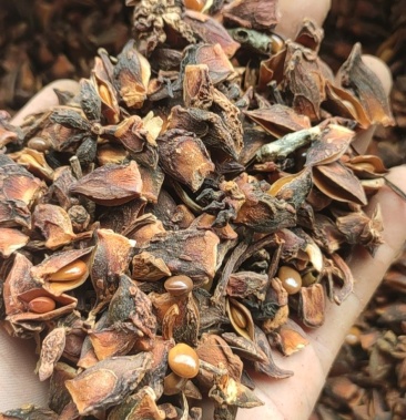 八角碎八角干货八角干八角碎片云南八角产地直销