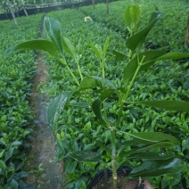 基地直供5斤袋，7斤袋非洲茉莉出售