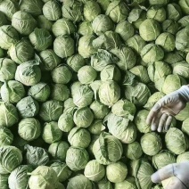 陕西省定边县包菜，甘蓝大量接单，整车，配货都可以