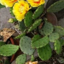 仙人掌苗【开花的仙人掌，可以绿化地皮种植，也可单栽盆栽】