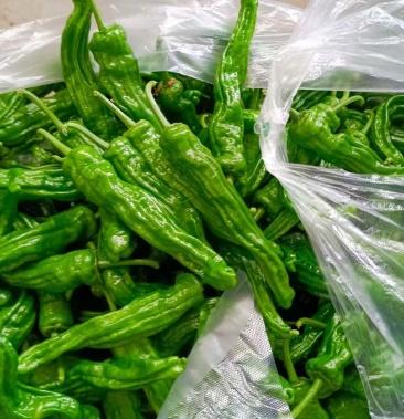 小皱皮儿 苏辣椒 泡辣椒 罗丝线