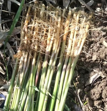微山湖汉泽水生植物种植园常年出售大量芦苇苗