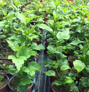 木槿花盆栽树苗可食用重瓣红花木槿花苗耐寒室内盆景四季花卉