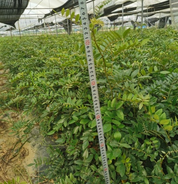 [山豆根苗批发]山豆根苗价格0.80元/株 - 一亩田