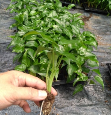 滴水观音大叶型懒人绿植水培植物霸王芋四季常绿芋头花卉盆栽