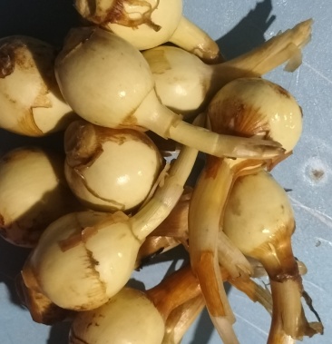 【牛商推荐】白肉慈菇 皮薄肉厚 不空心 无锈迹 商超品质