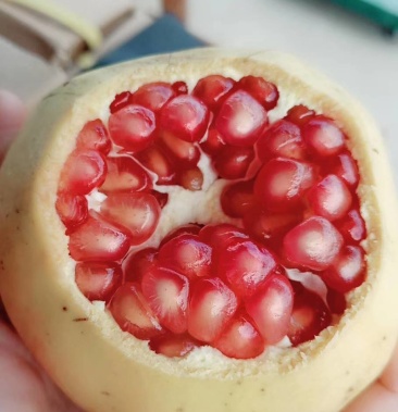 [石榴批发]冰糖石榴价格1.80元/斤 - 一亩田