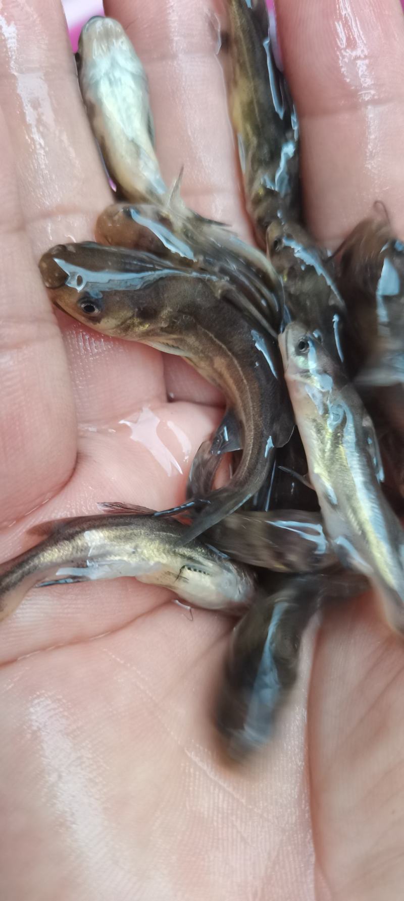 大口鲶鱼苗,鲶鱼苗,南方大口鲶鱼苗,提供养殖技术指导