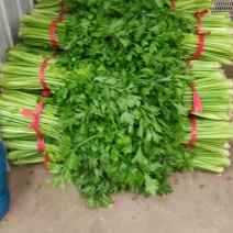 辽宁大棚芹菜西芹香芹各种品类大量供应可视频看货