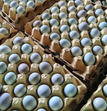 初生蛋 开产蛋 开窝蛋 小绿壳蛋 原场直发 量大价更优