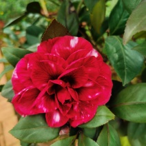 香水茶花