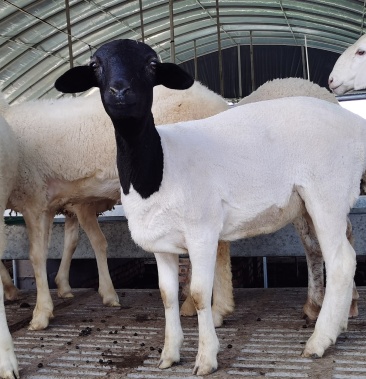 杂交杜寒精品羊小羊羔活体种公羊受孕母羊一只也发货