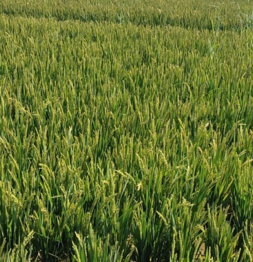 [粳稻谷批发]圣稻22/稻谷/4万斤/运费自理价格1.80元/斤 - 一亩田