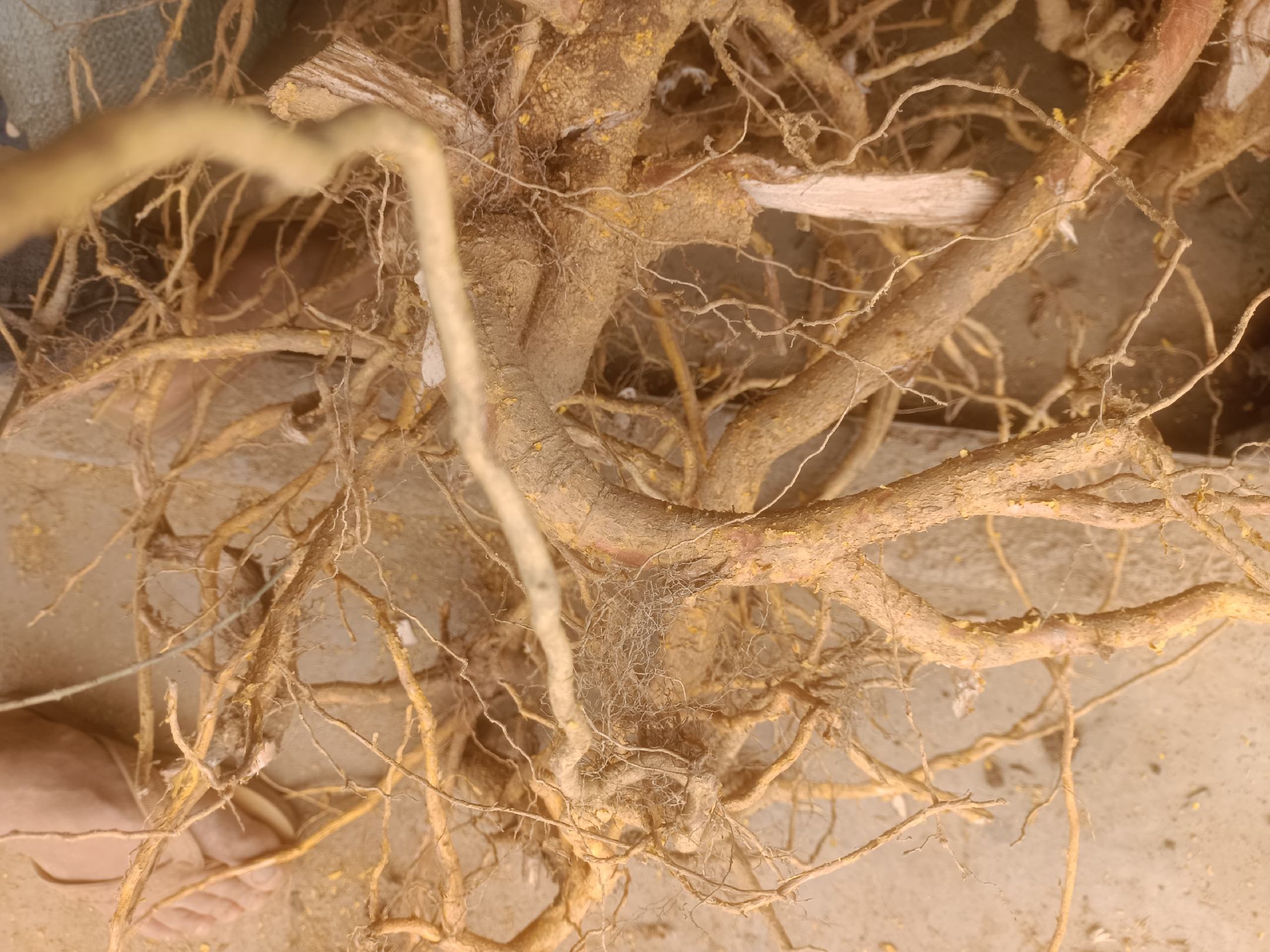 高清俯拍图:左侧为切片干燥的浅黄色葛根片,表面有明显纤维纹理;右侧为卷曲状灰褐色杜仲干皮,质地坚韧,带有自然裂纹。背景为竹制托盘,旁边配有玻璃茶壶和陶瓷杯,展现传统中药冲泡场景 葛根与杜仲原材料特写