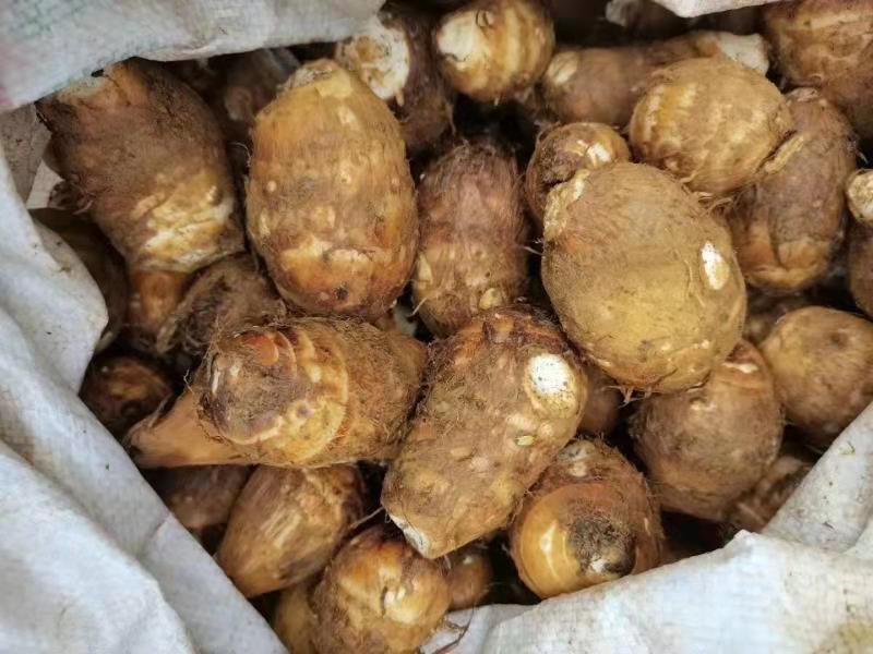 毛芋头去皮后洁白细腻,适合制作芋泥 毛芋头去皮过程