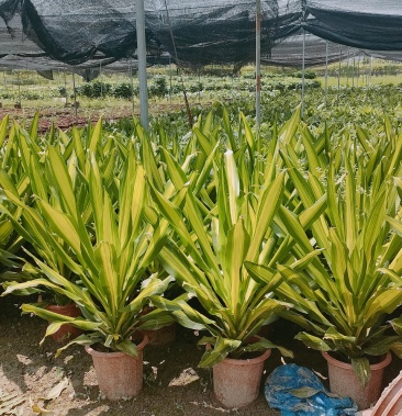 [金心也门铁批发]金心也门铁价格15.00元/棵 - 一亩田