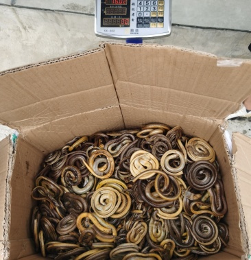 [脆蛇批发]脆蛇价格4300.00元/公斤 - 一亩田