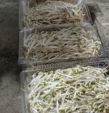 有机胖豆芽全程零添加