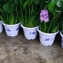 水葫芦，凤眼莲，凤眼蓝，水仙花，叶大叶肥，