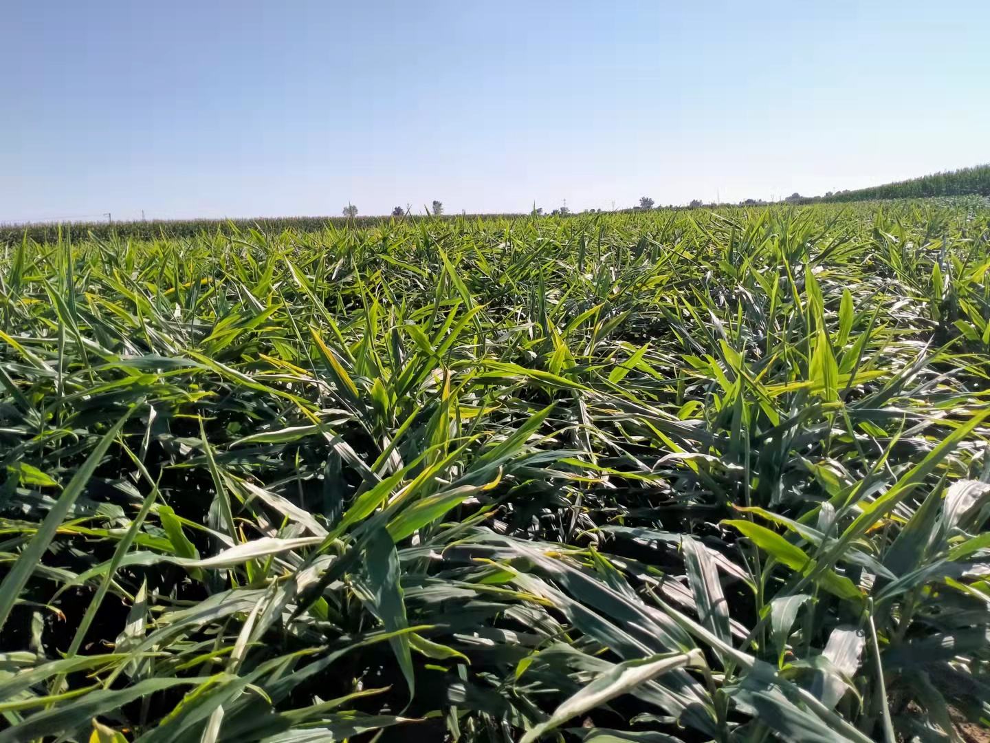大黄姜种植基地,阳光下的姜田,绿意盎然,农民正在田间劳作 大黄姜种植基地