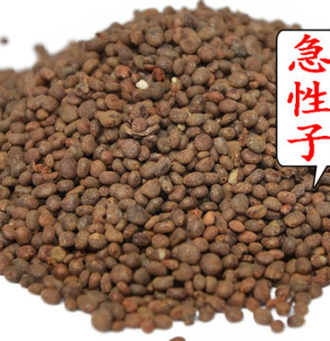 急性子中药材急性子凤仙草籽质量保证现货供应