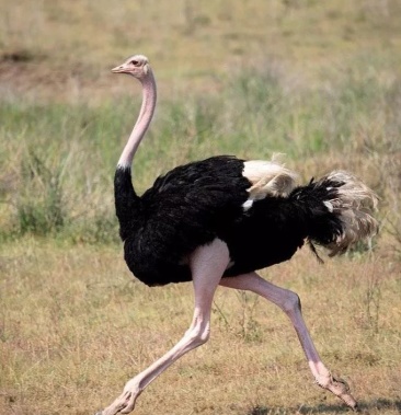 非洲鸵鸟苗活体小鸵鸟幼崽澳洲鸵鸟苗活体成年鸵鸟鸵鸟蛋