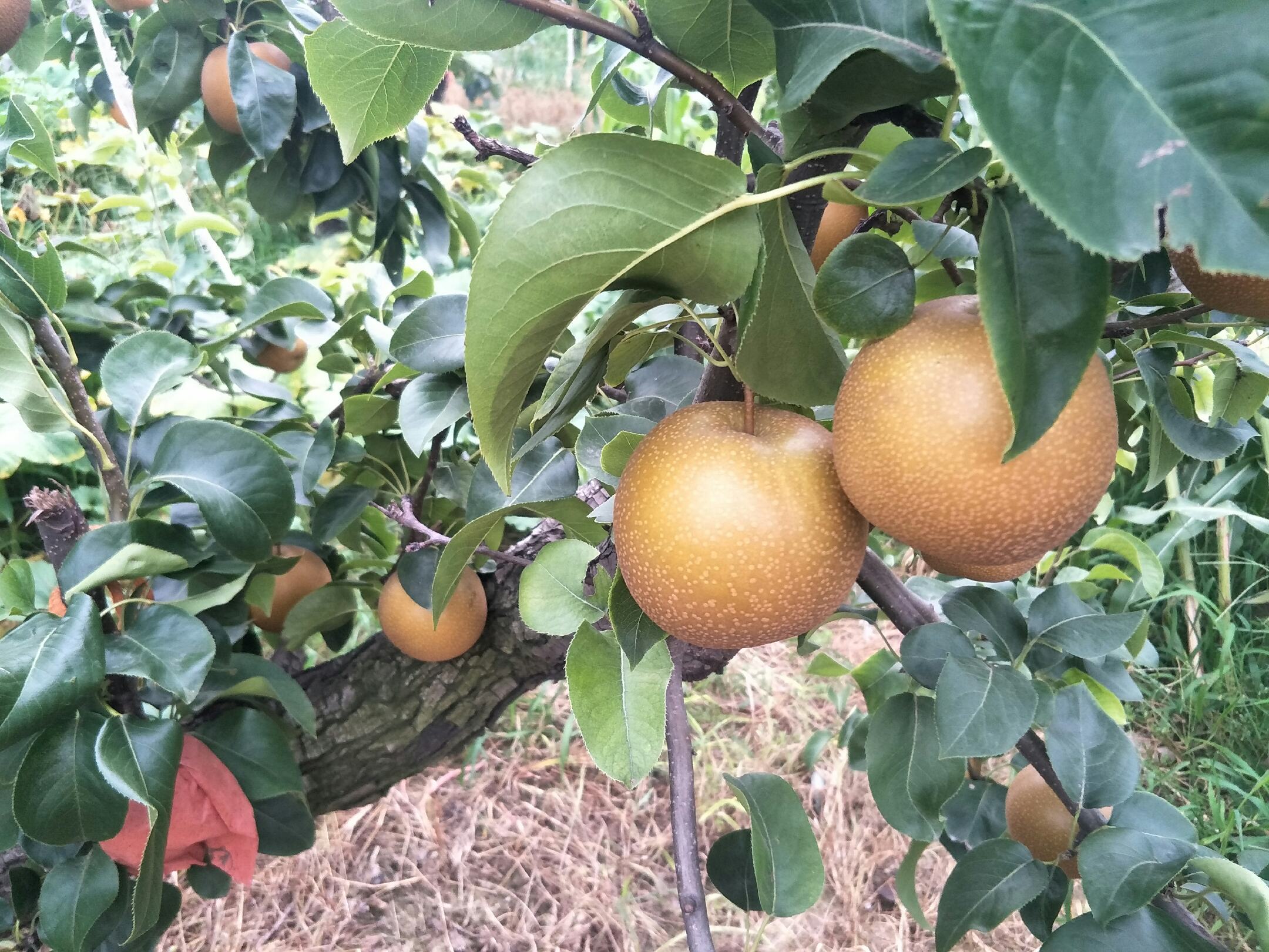丰水梨整树挂果特写