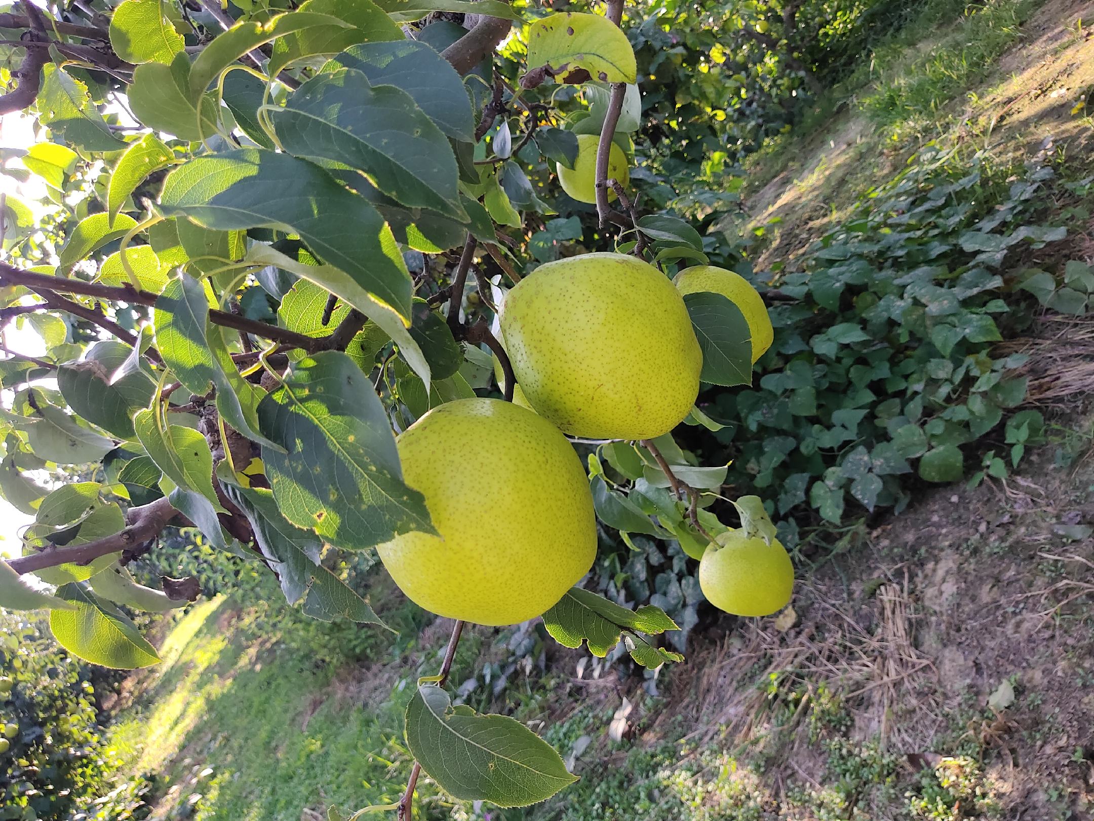 金黄色的天山雪桔成串挂在枝头，背景为远处雪山和蓝天，果园土壤湿润，晨露未干