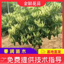 金银花苗包回收包技术高药效可以签合同，死苗补发