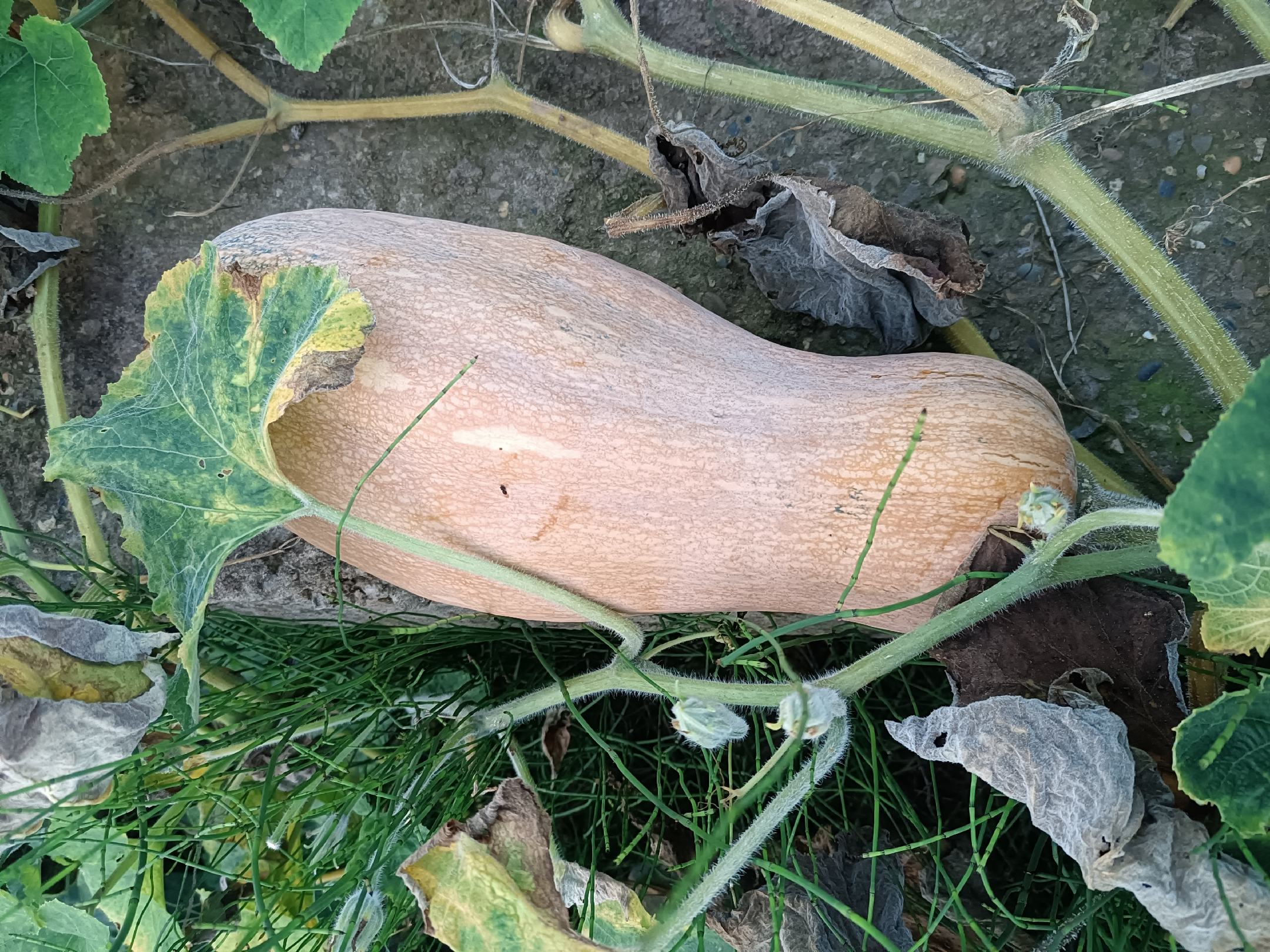 蜜本南瓜整体外观特写