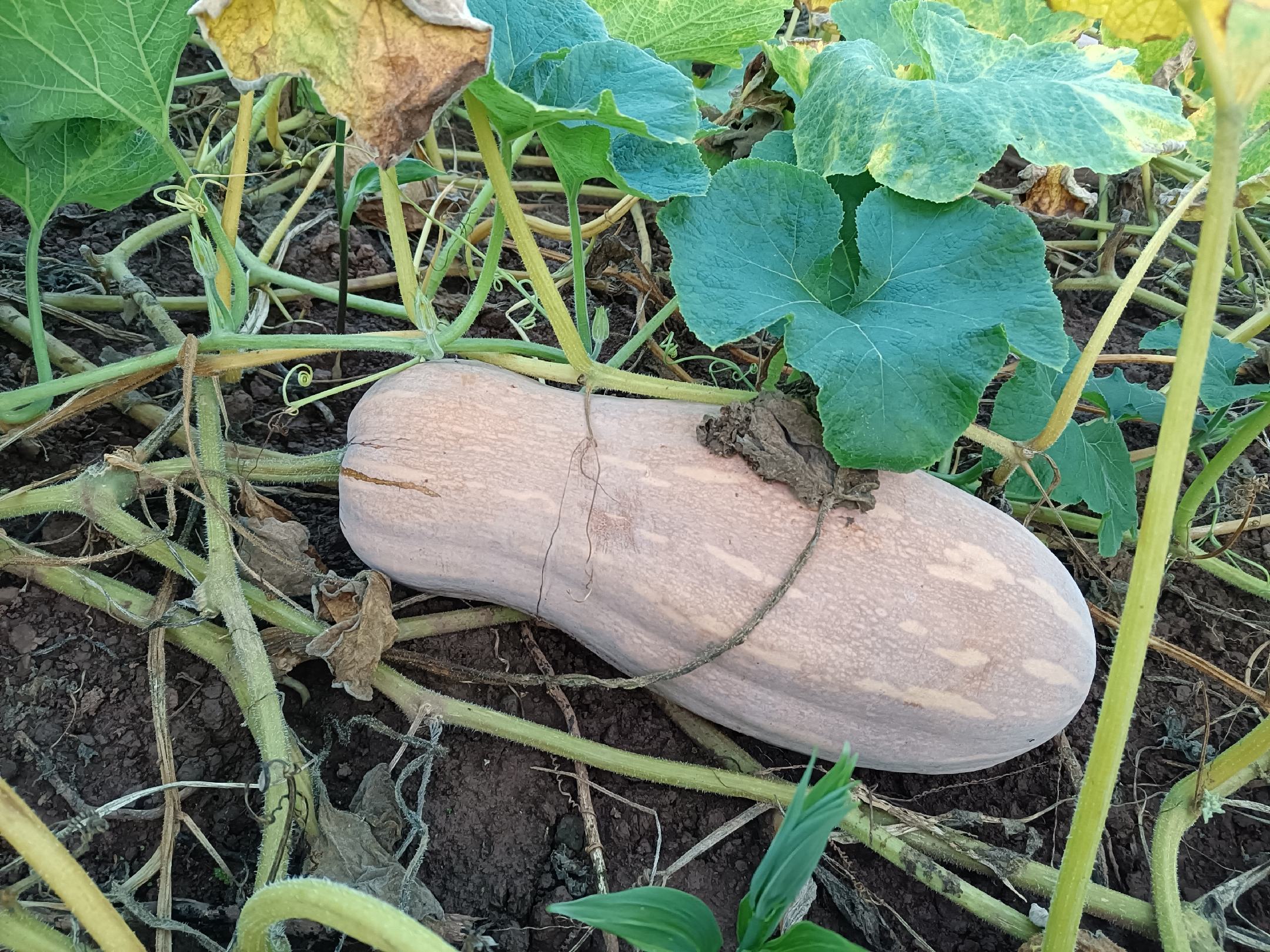 蜜本南瓜植株生长状态