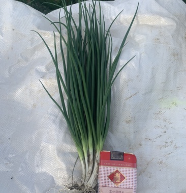 [小葱批发]精品黑葱现货价格2.00元/斤 - 一亩田