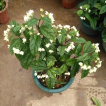 龙吐珠盆栽四季开花好养阳台九龙吐珠好寓意当年开花植物庭院