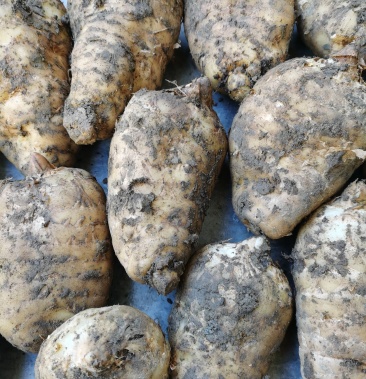 [天麻批发]乌红杂交天麻价格12.00元/斤 - 一亩田